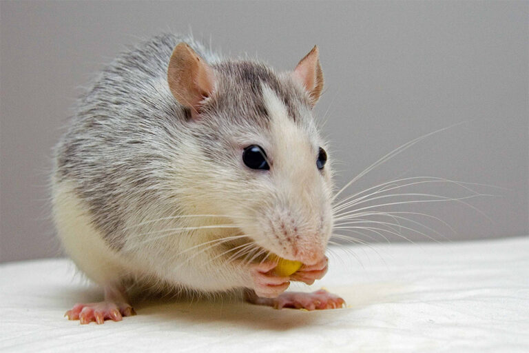 Rat Domestique