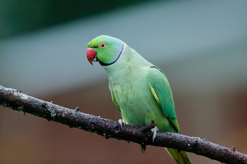 Perruche Alexandrine