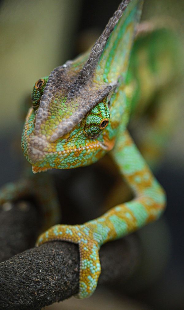 Caméléon du Yémen