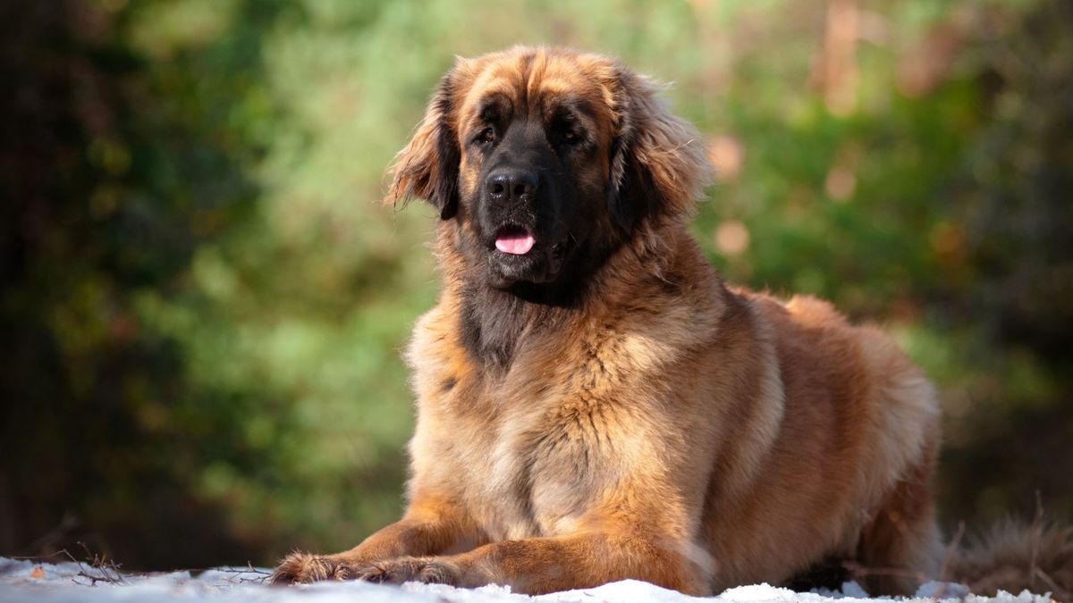 Leonberg