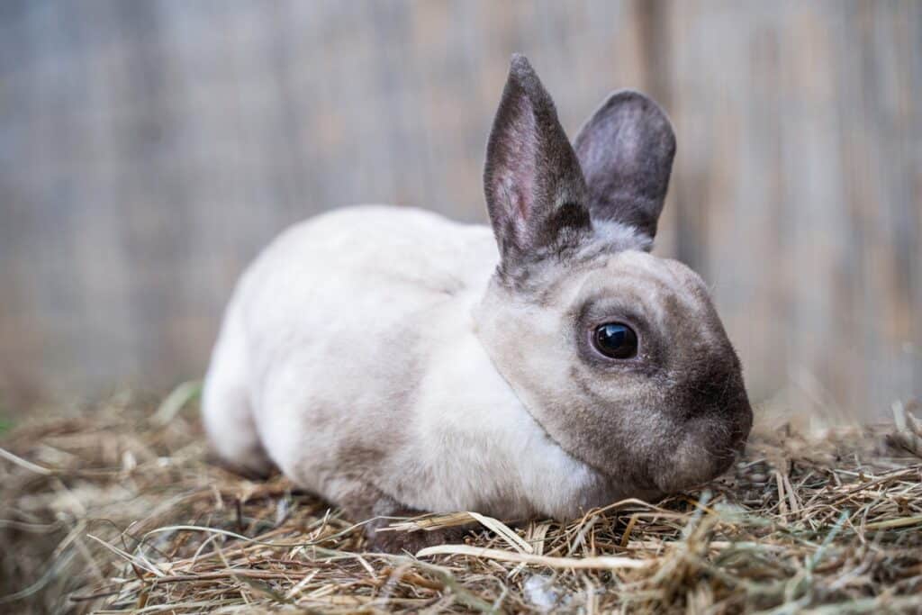 Lapin Mini Rex