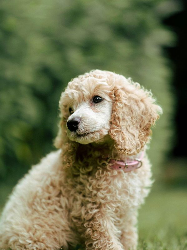 Caniche