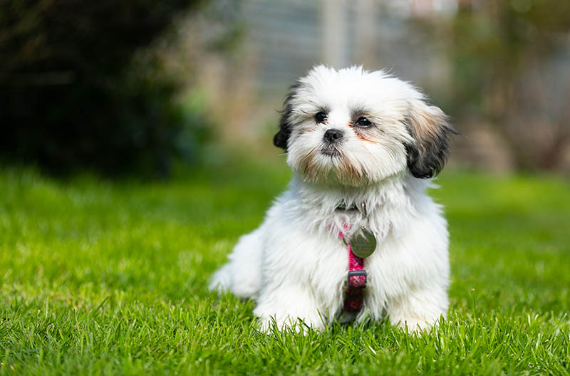 Shih Tzu
