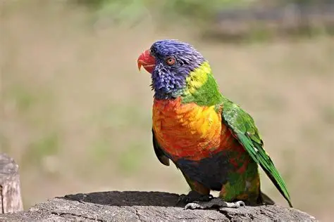 Lori Multicolore