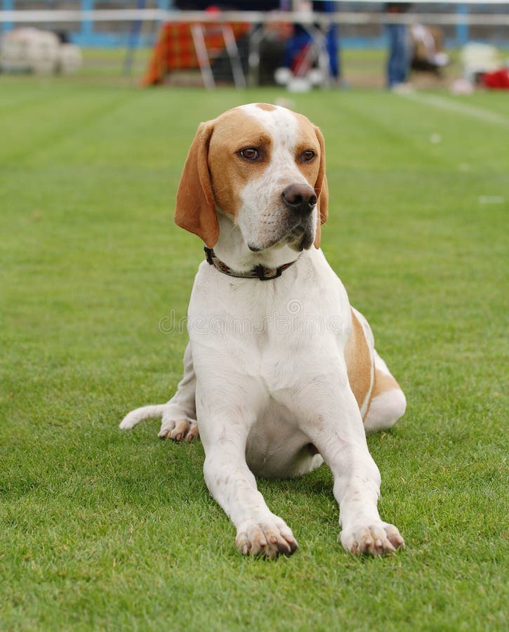 Pointer Anglais