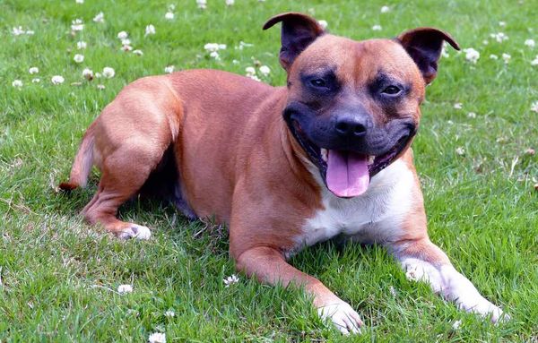 Staffordshire Bull Terrier