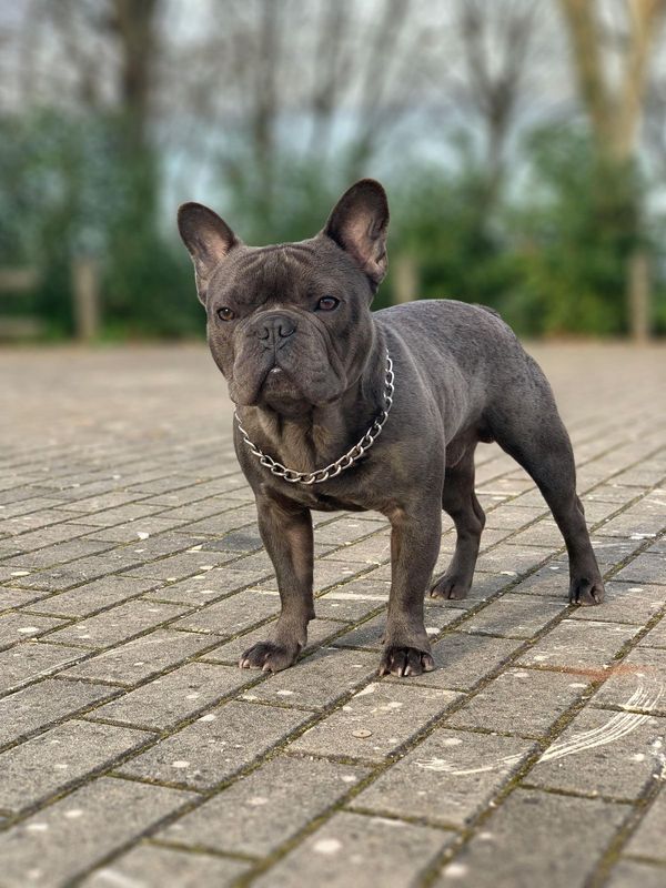 Bouledogue Français