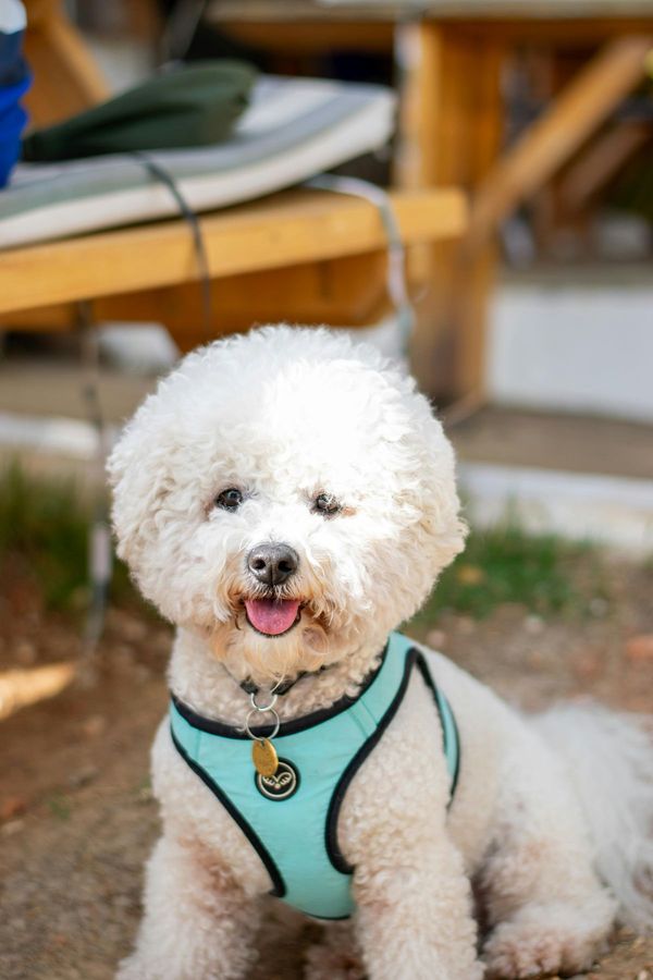Bichon Frisé