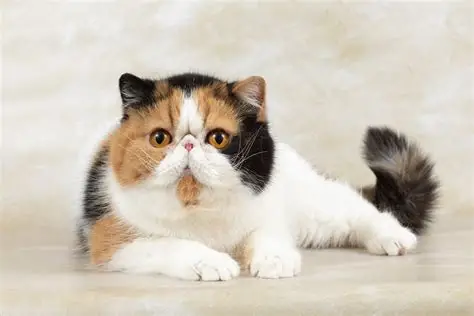 Exotic Shorthair