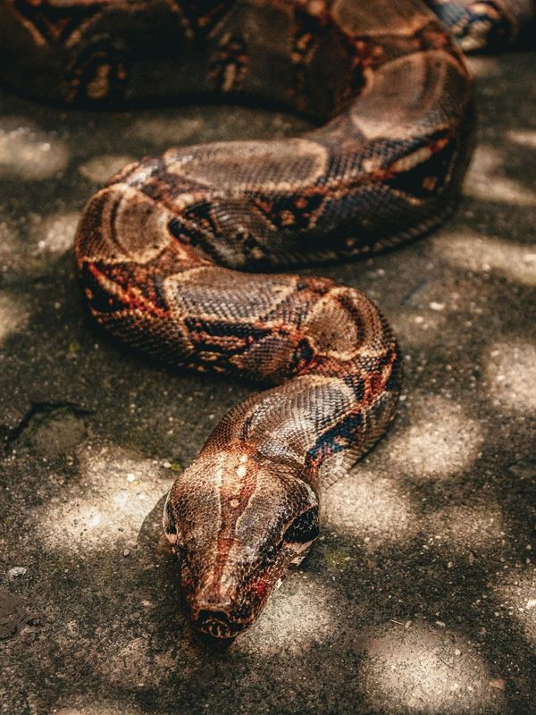 Boa Constricteur