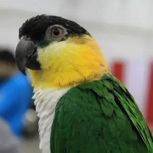 Caique à Tête Noire - Oiseaux