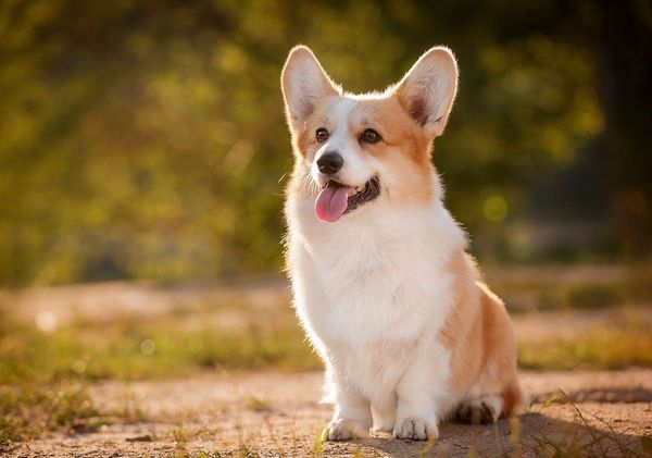 Welsh Corgi Pembroke