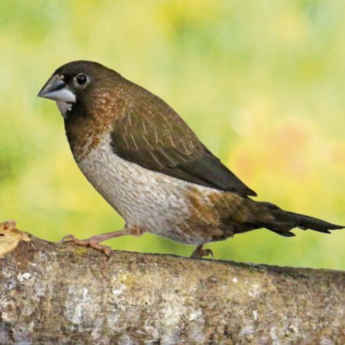 Moineau du Japon - Oiseaux