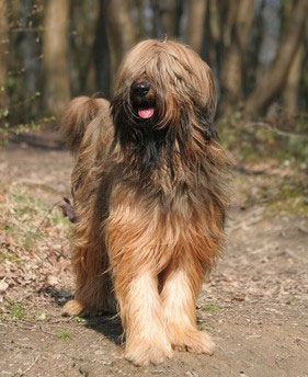 Briard - Chiens