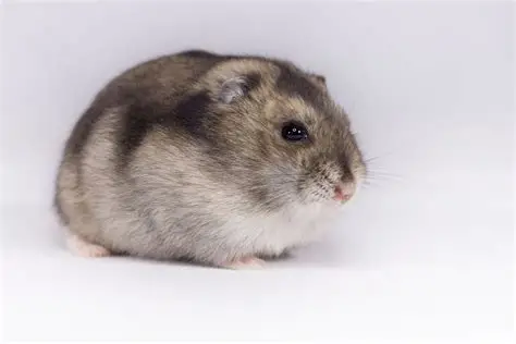 Hamster Russe