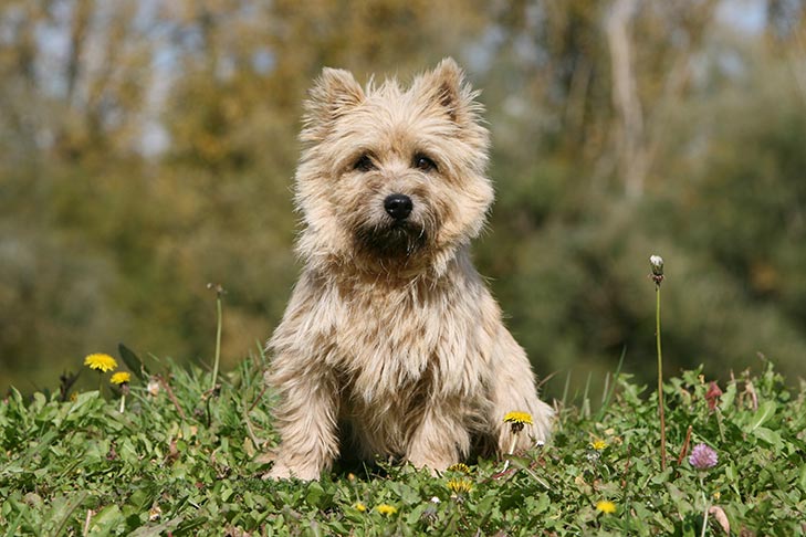 Cairn Terrier - Chiens