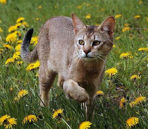 Chausie - Chats