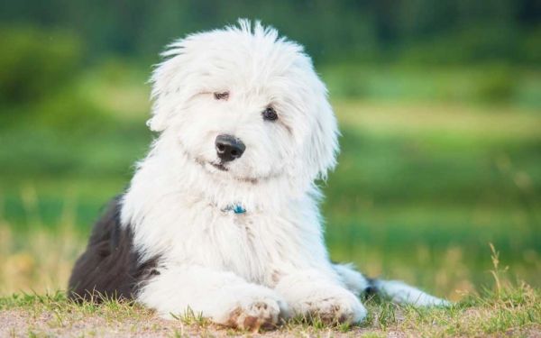 Bobtail - Chiens