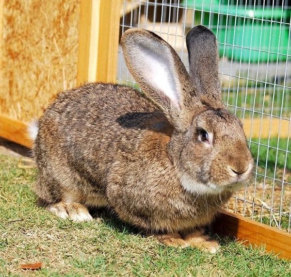 Lapin Géant des Flandres