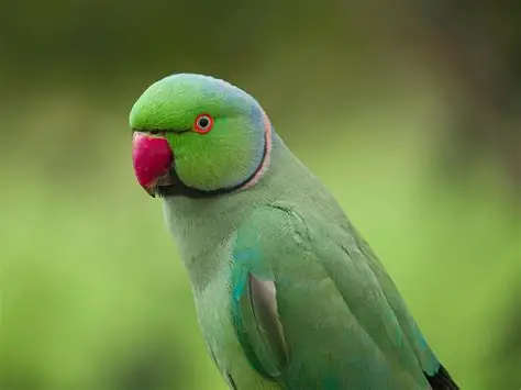 Perruche à Collier - Oiseaux