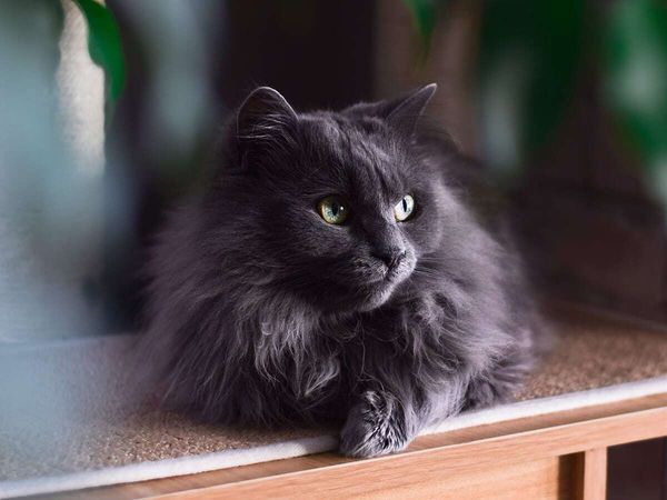 Chantilly-Tiffany - Chats