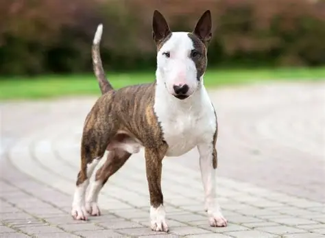 Bull Terrier - Chiens