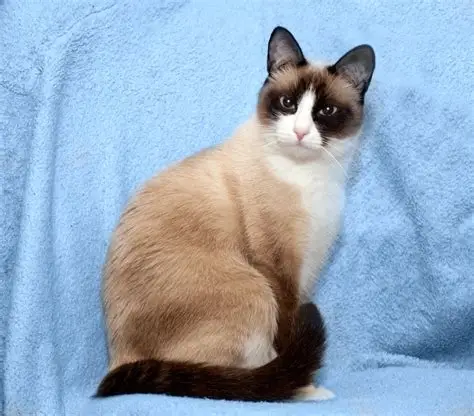 Snowshoe