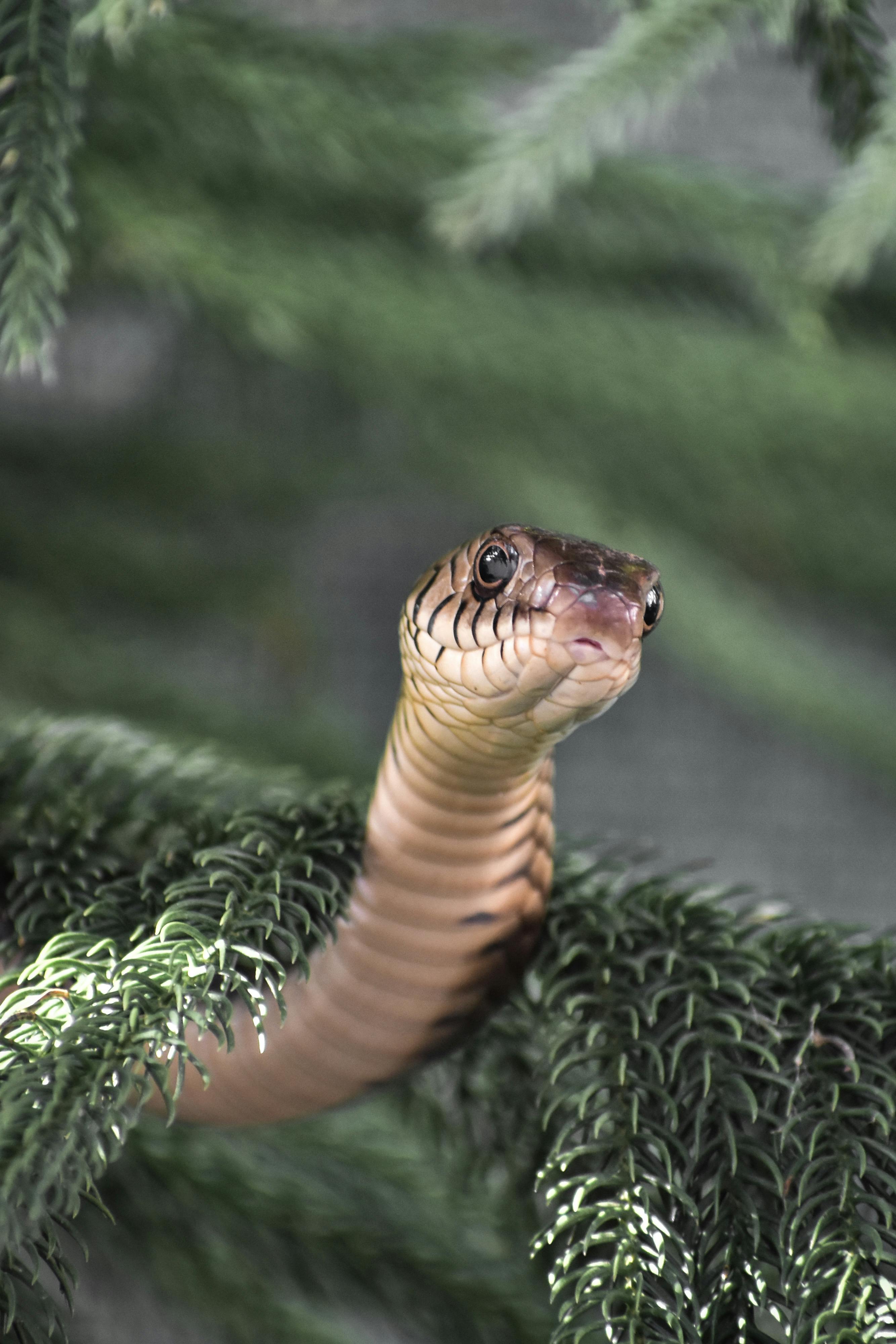 Reptiles