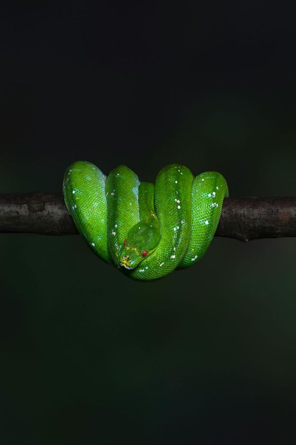 Reptiles