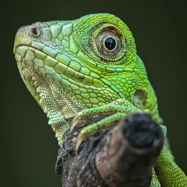 Reptiles