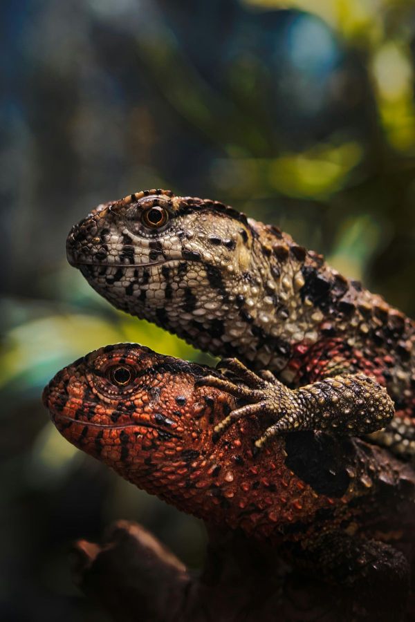 Reptiles