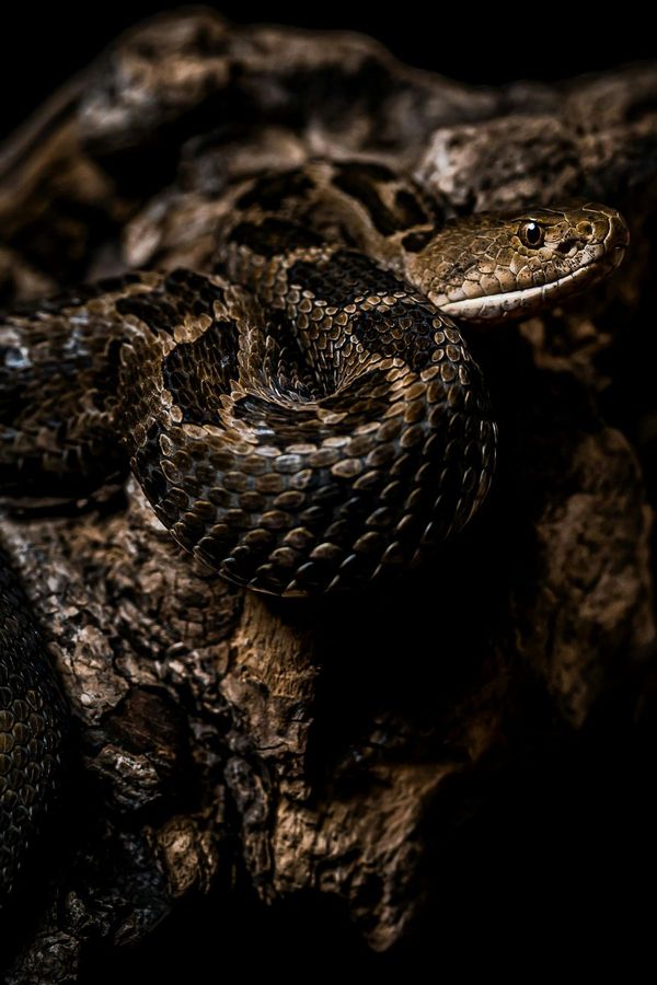 Reptiles